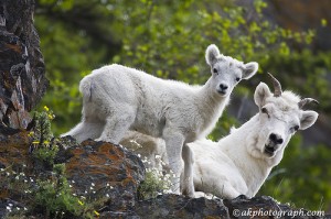 mountain-goats